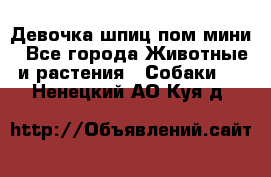 Девочка шпиц пом мини - Все города Животные и растения » Собаки   . Ненецкий АО,Куя д.